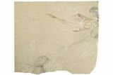 Cretaceous Crusher Fish (Coccodus) - Hjoula, Lebanon #201343-1